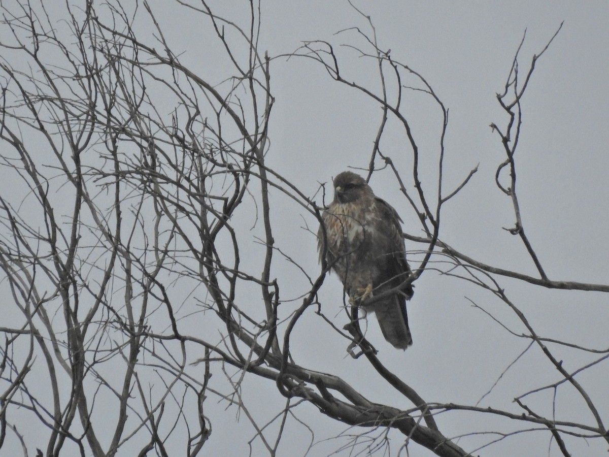 Common Buzzard - ML646812034