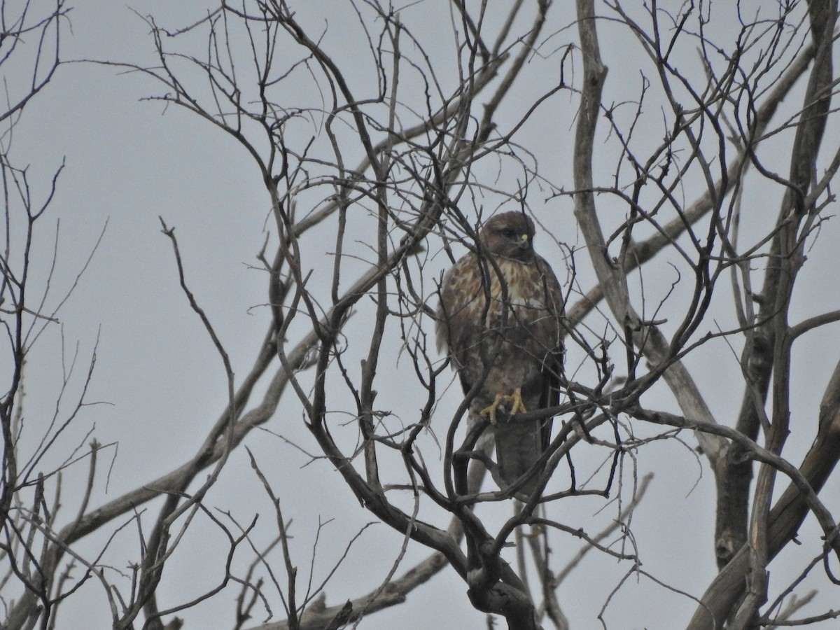 Common Buzzard - ML646812035