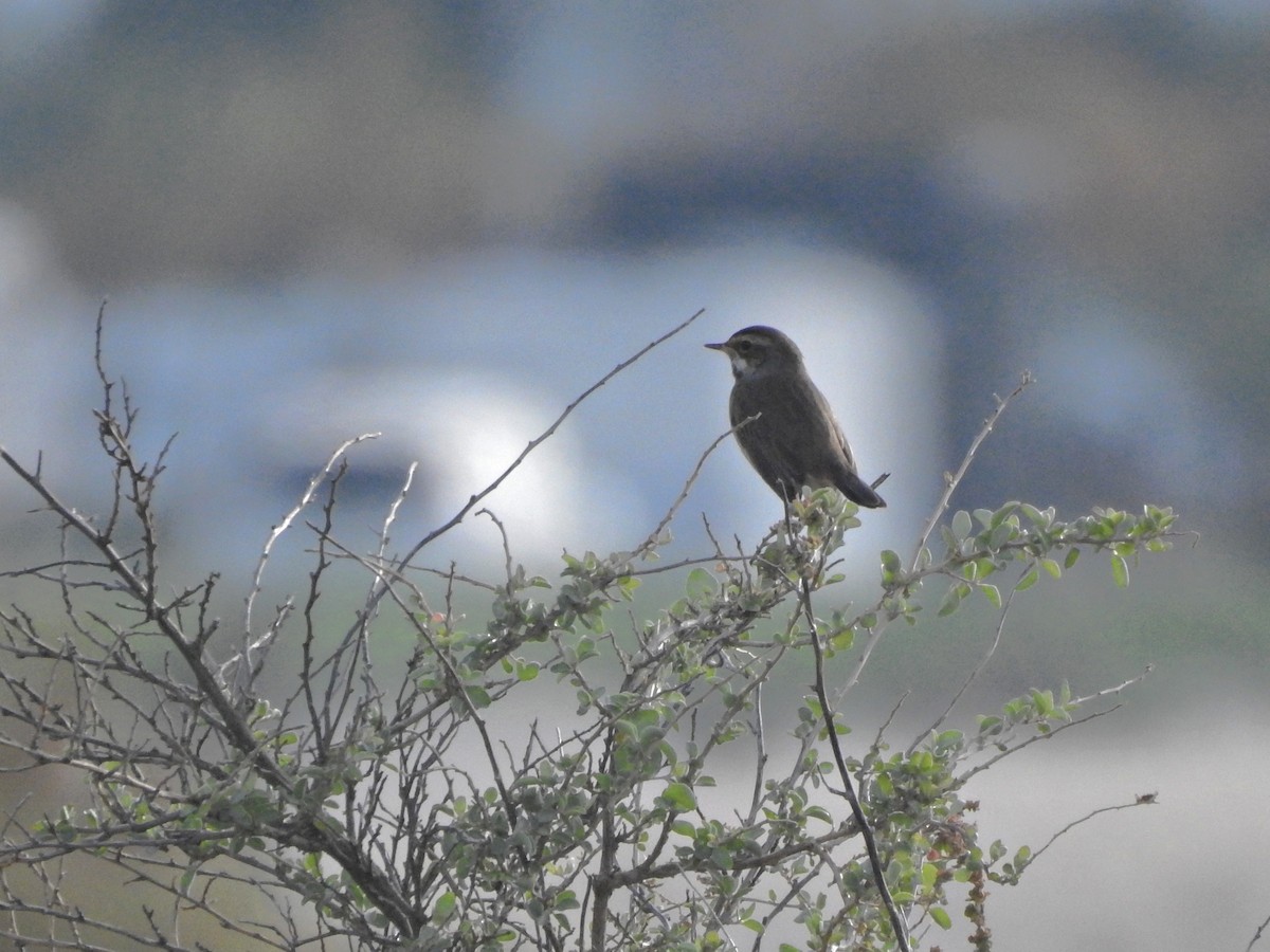 Bluethroat - ML646812053