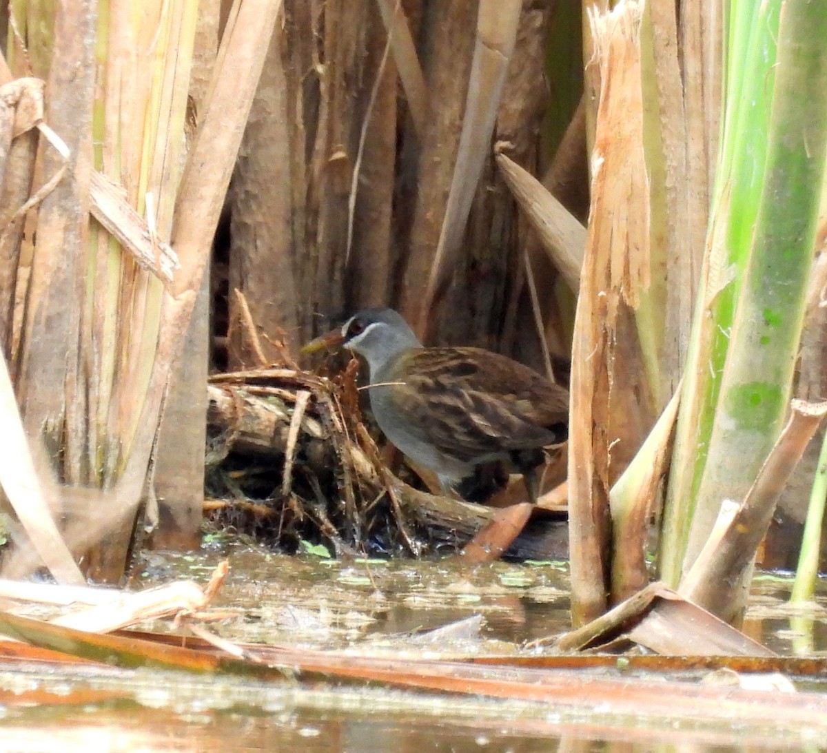 White-browed Crake - ML646812055