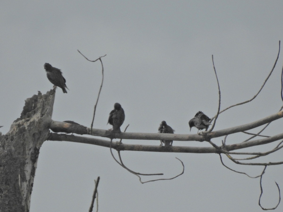 Шпак піренейський - ML646812056