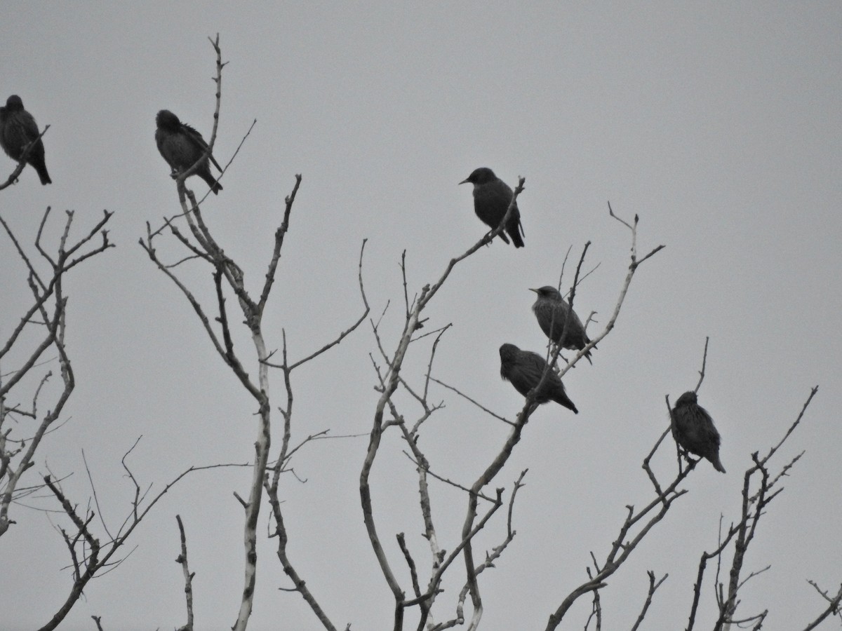 Шпак піренейський - ML646812057