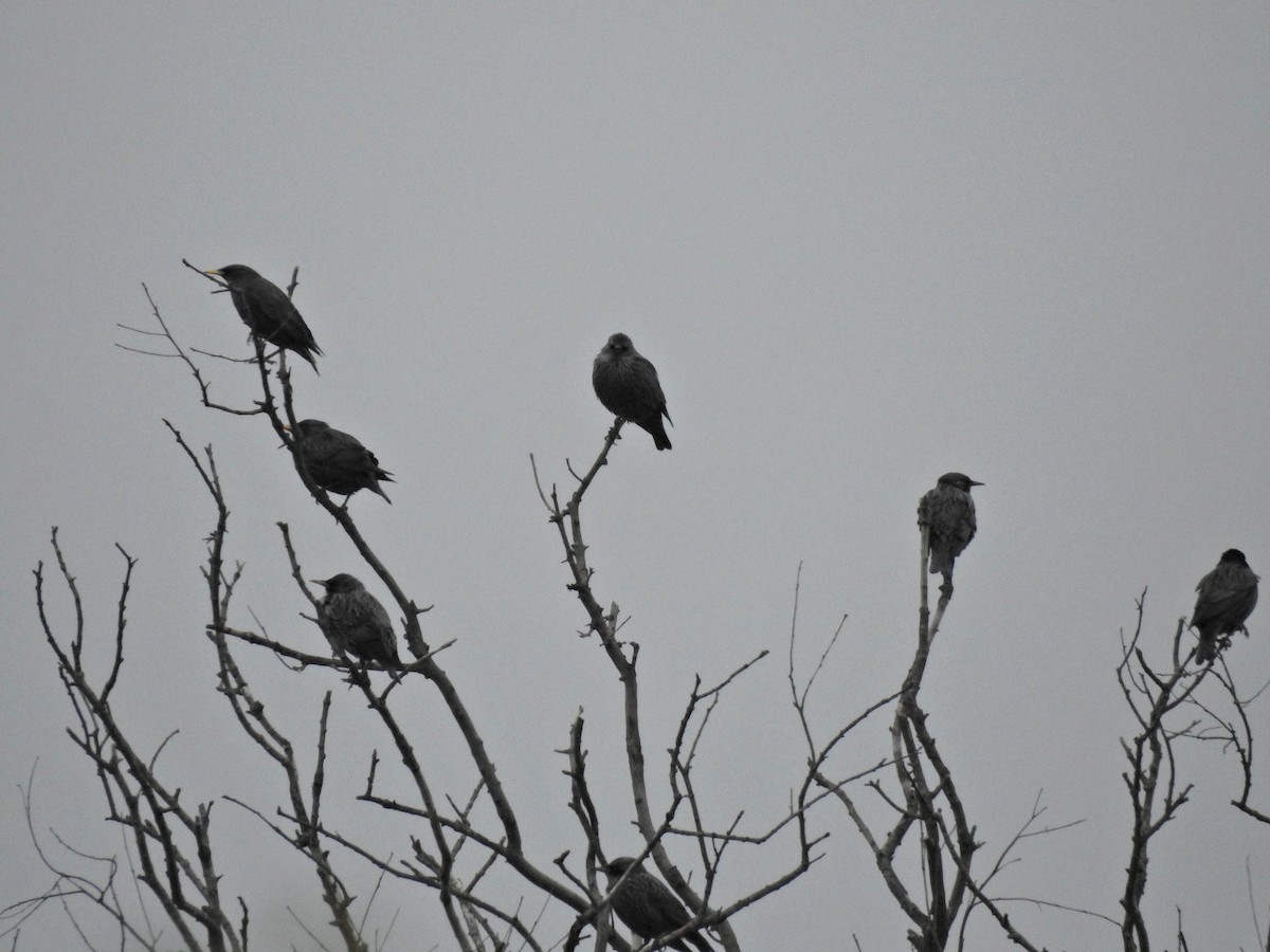 Шпак піренейський - ML646812058