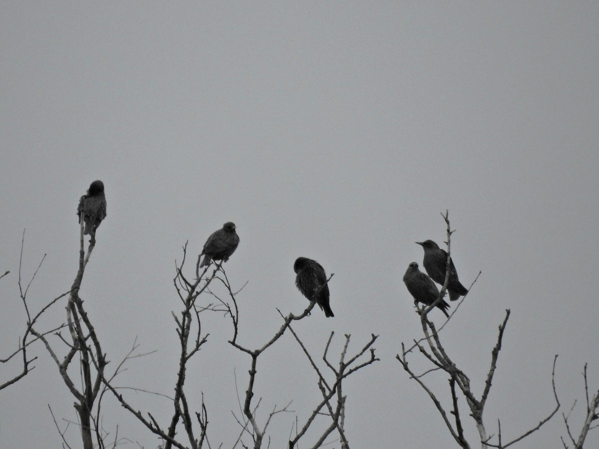 Шпак піренейський - ML646812059