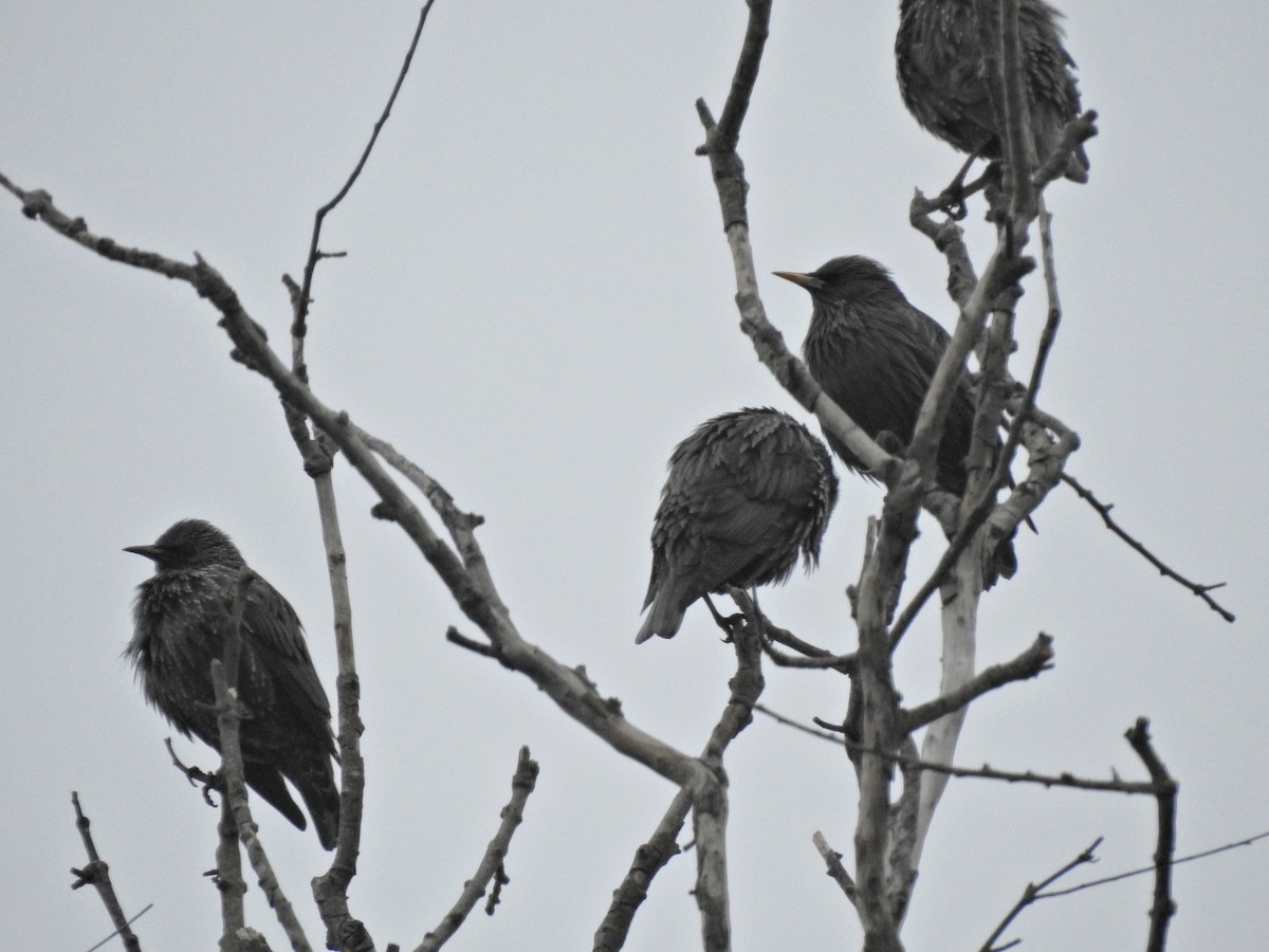 Шпак піренейський - ML646812060