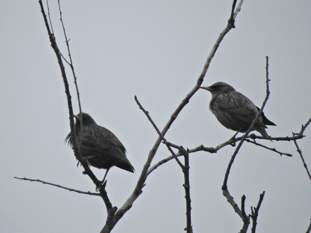 Шпак піренейський - ML646812061