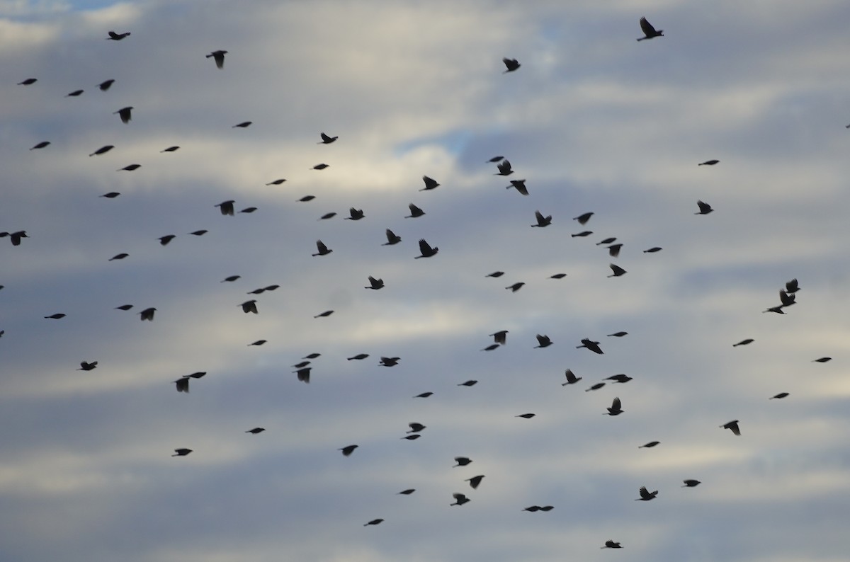 שחרורית אדומת-כנף - ML646812065