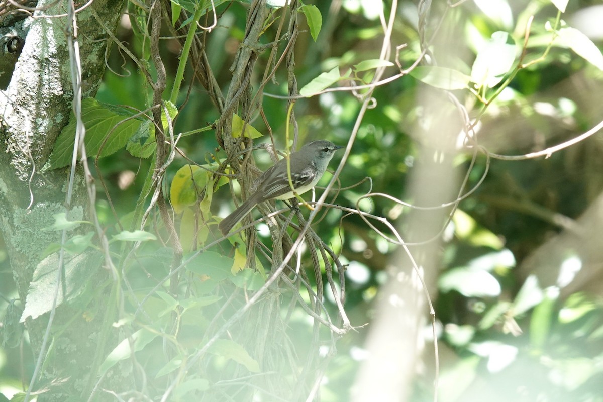 White-crested Tyrannulet - ML646812068