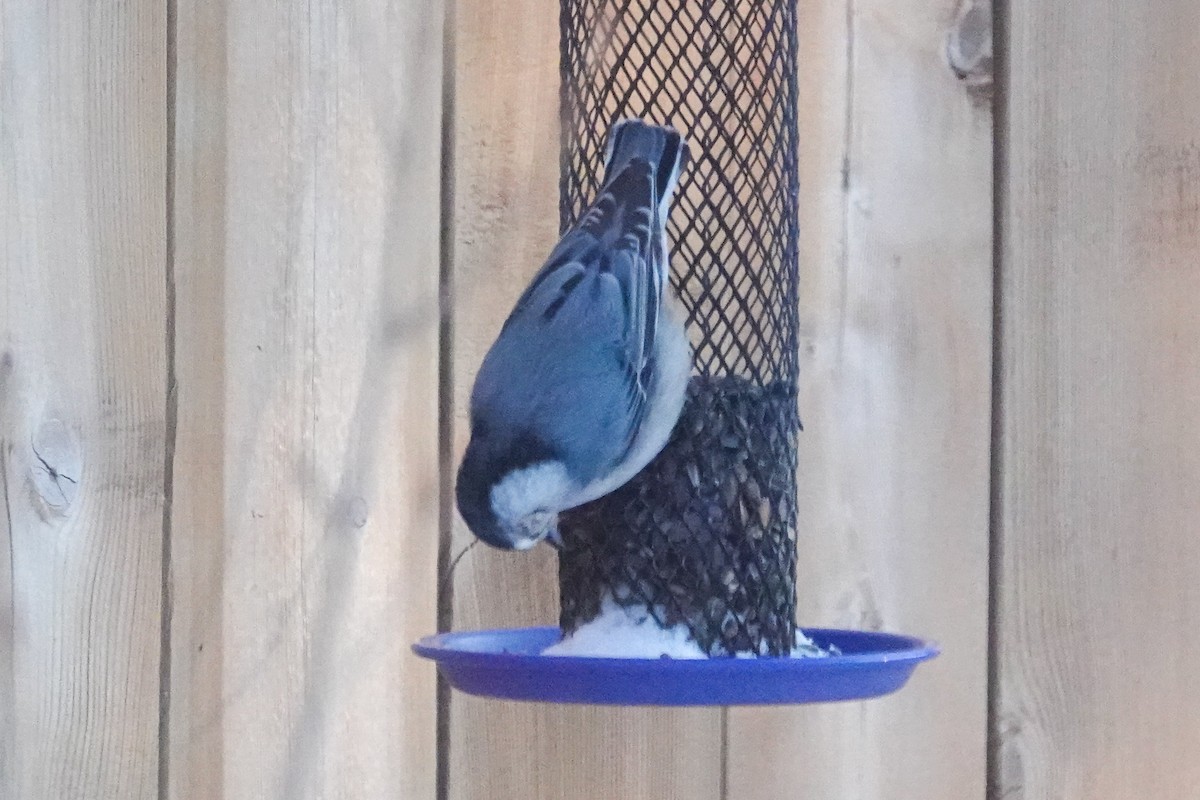 ムナジロゴジュウカラ - ML646812070