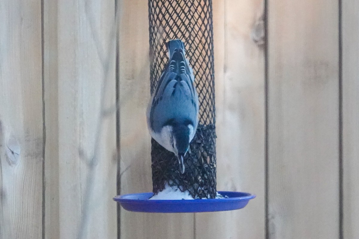 ムナジロゴジュウカラ - ML646812071