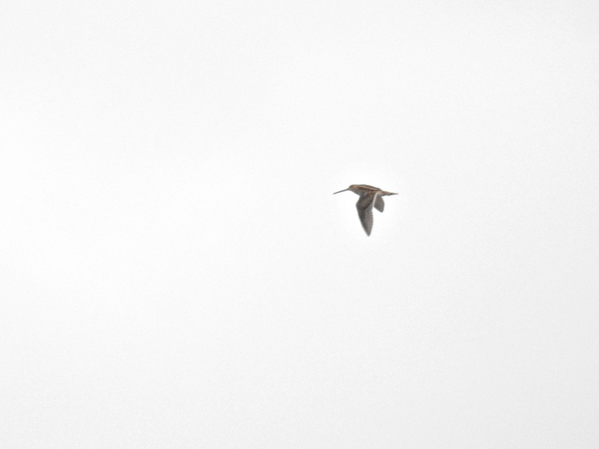 Common Snipe - ML646812077