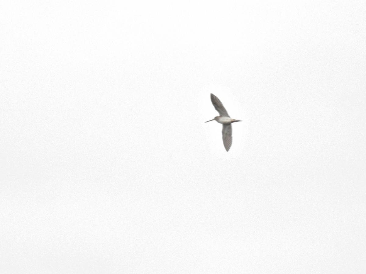 Common Snipe - ML646812079