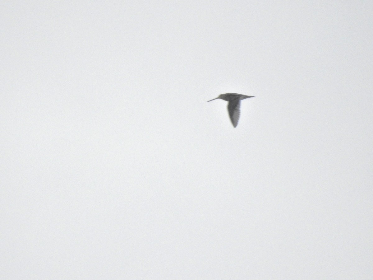 Common Snipe - ML646812080