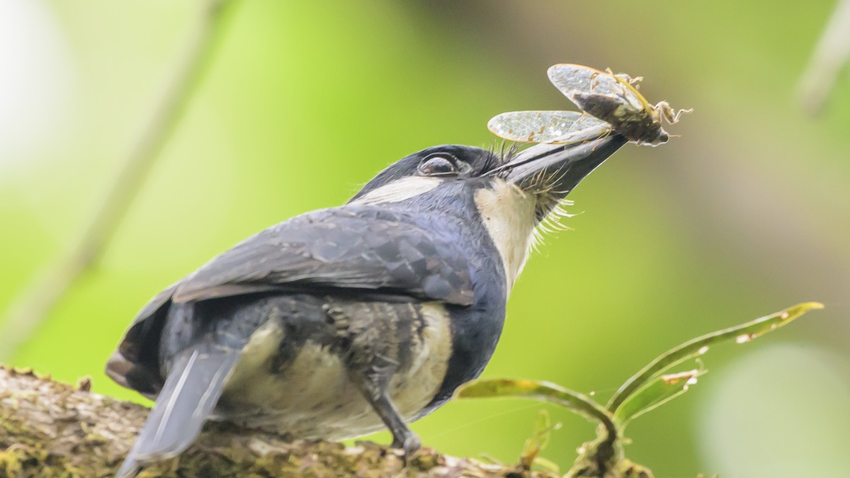 Kara Karınlı Pufkuşu - ML646812081