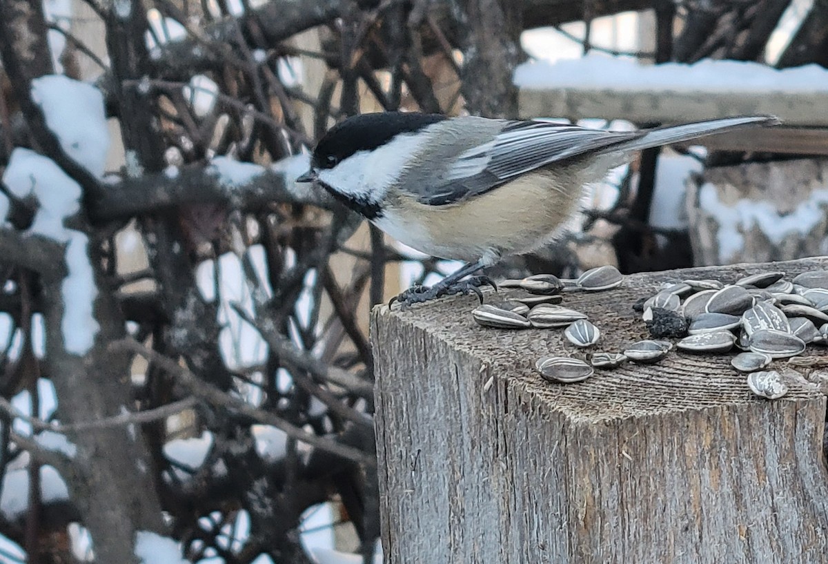 Black-capped Chickadee - ML646812082