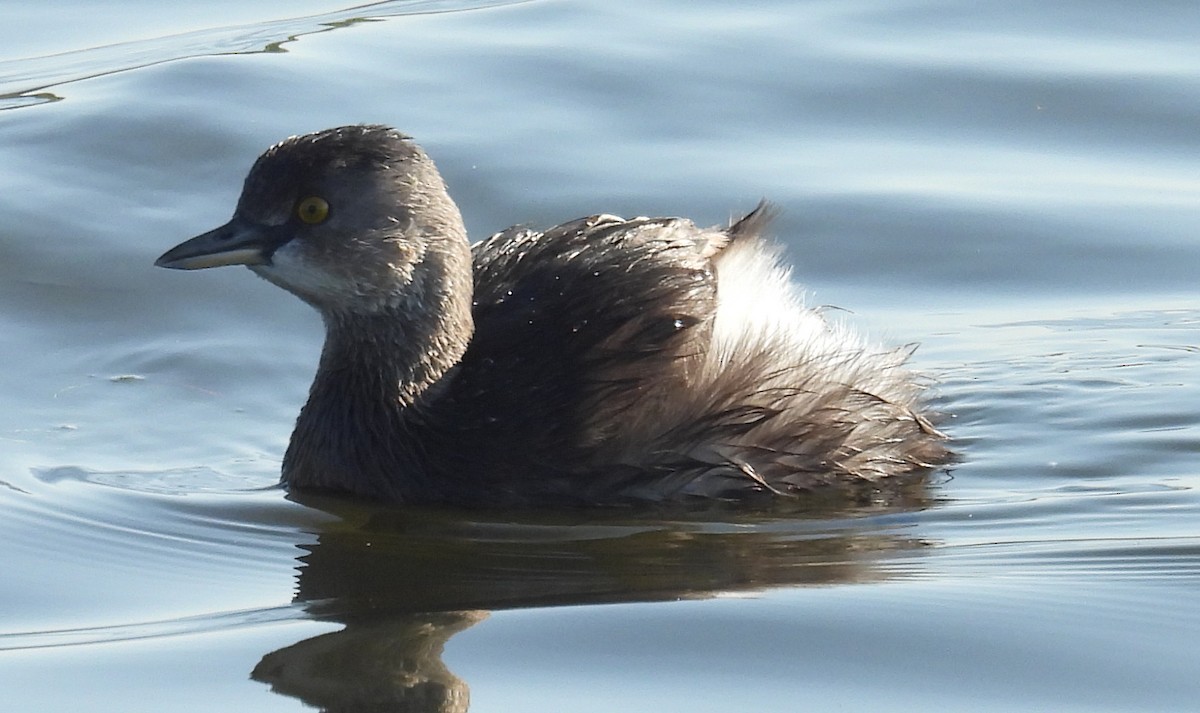 Пірникоза домініканська - ML646812084