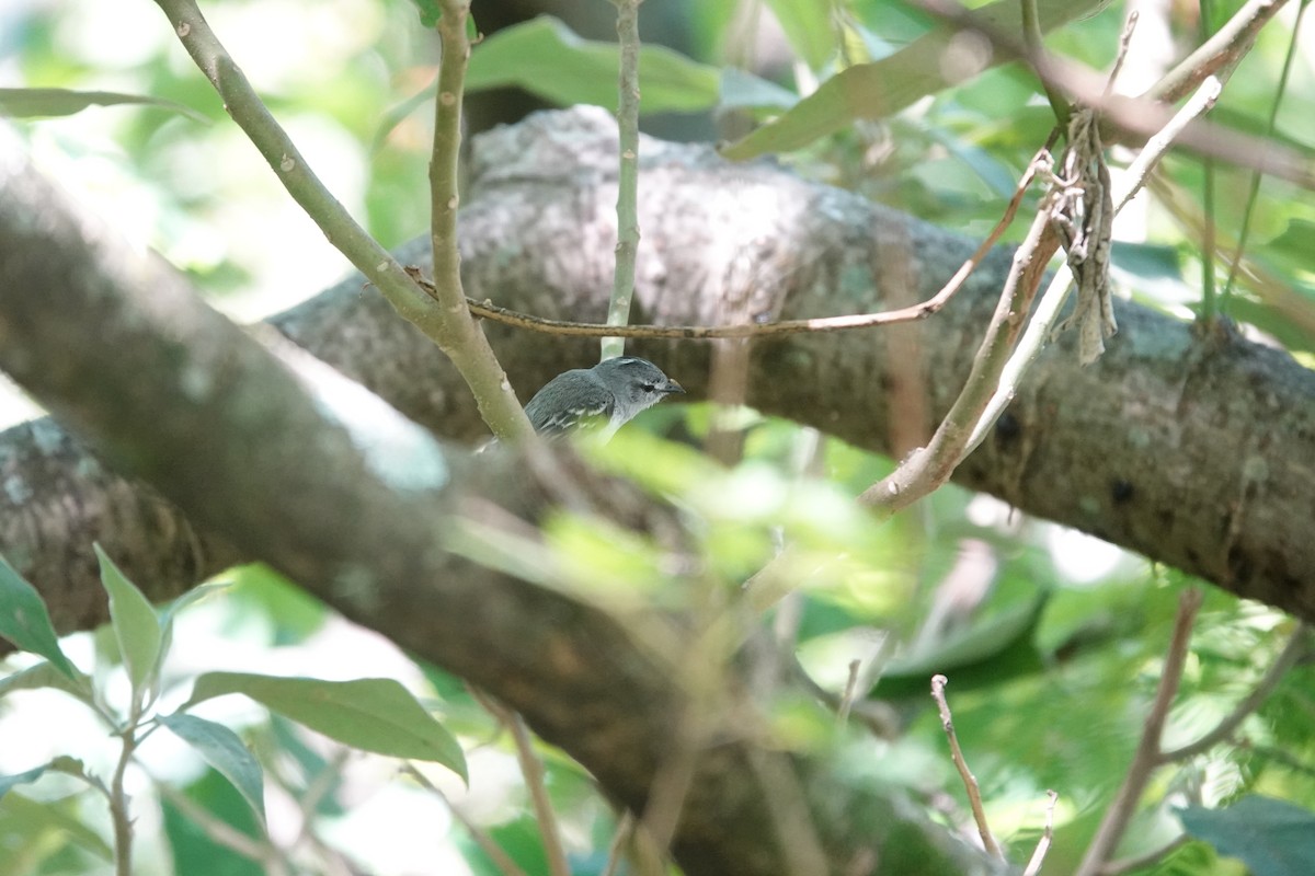 White-crested Tyrannulet - ML646812086