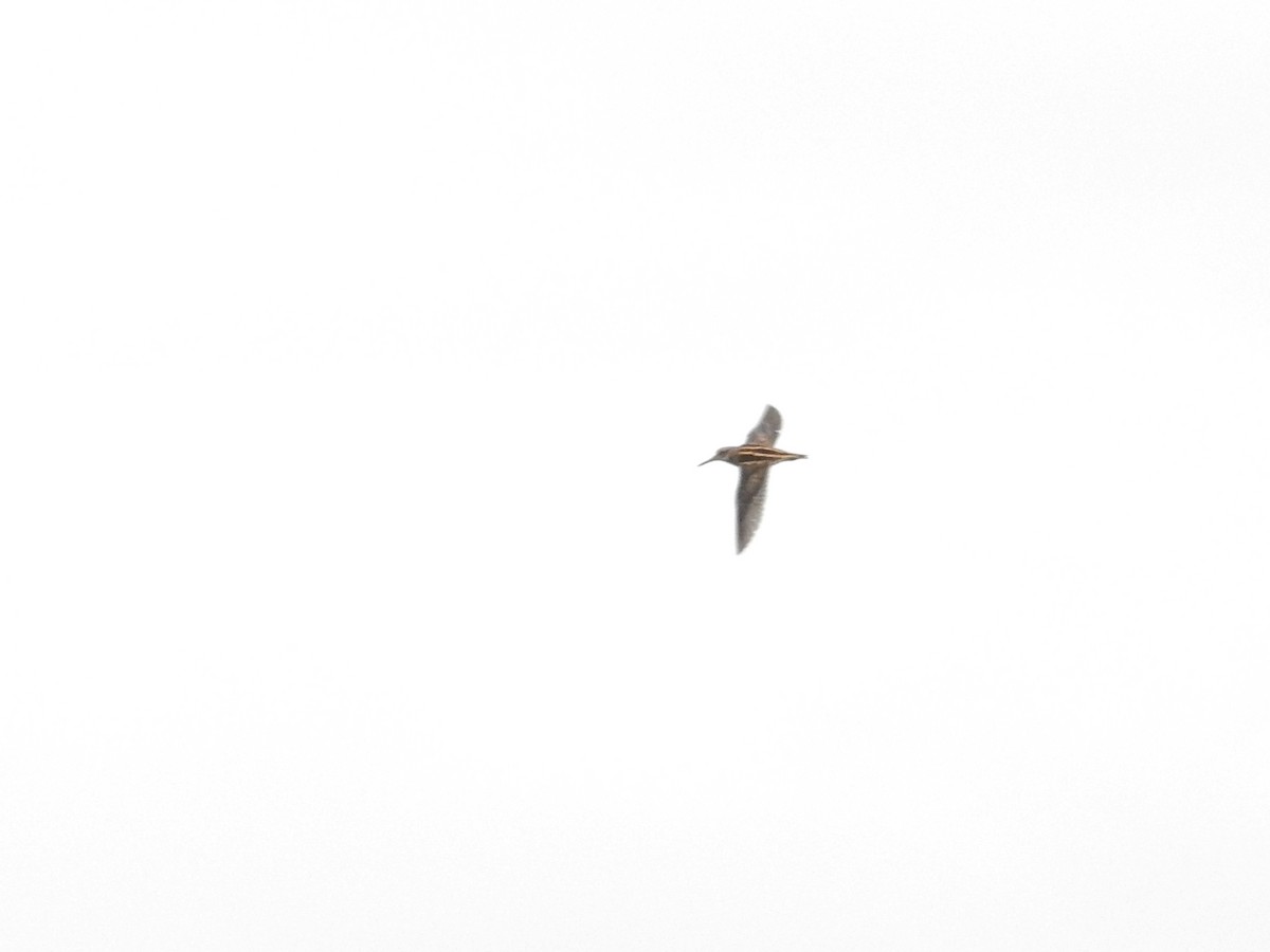 Jack Snipe - ML646812087