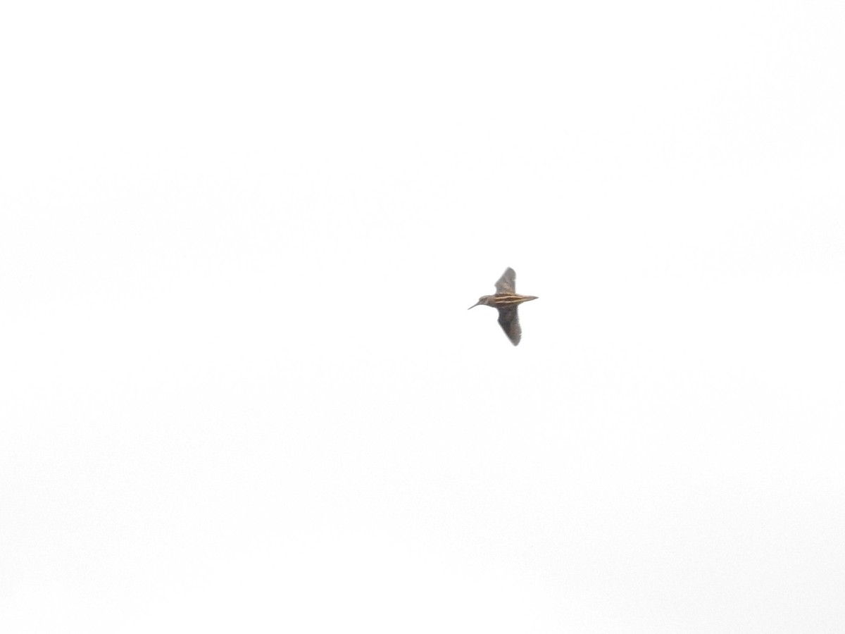 Jack Snipe - ML646812088