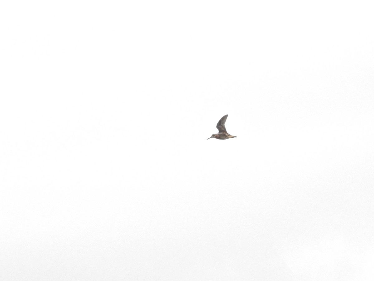 Jack Snipe - ML646812089