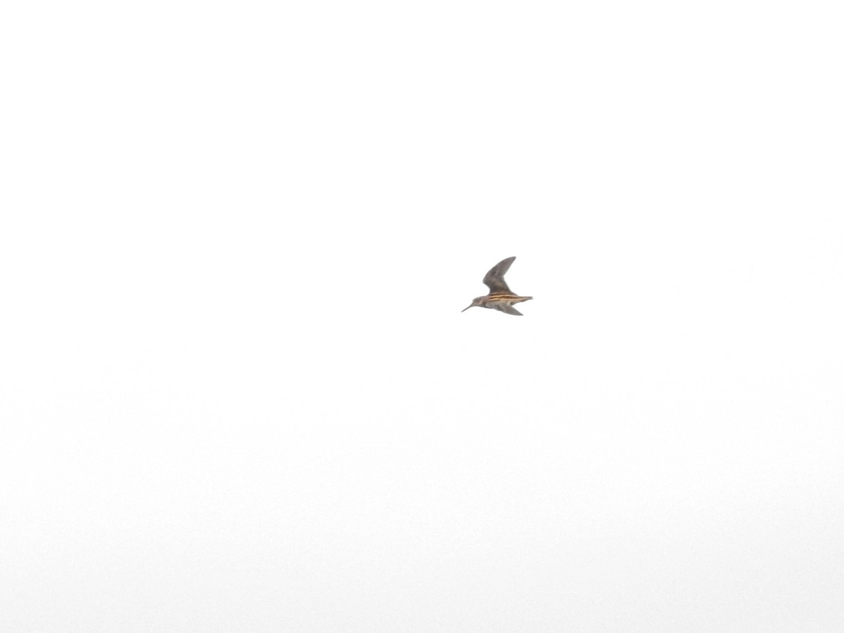 Jack Snipe - ML646812090