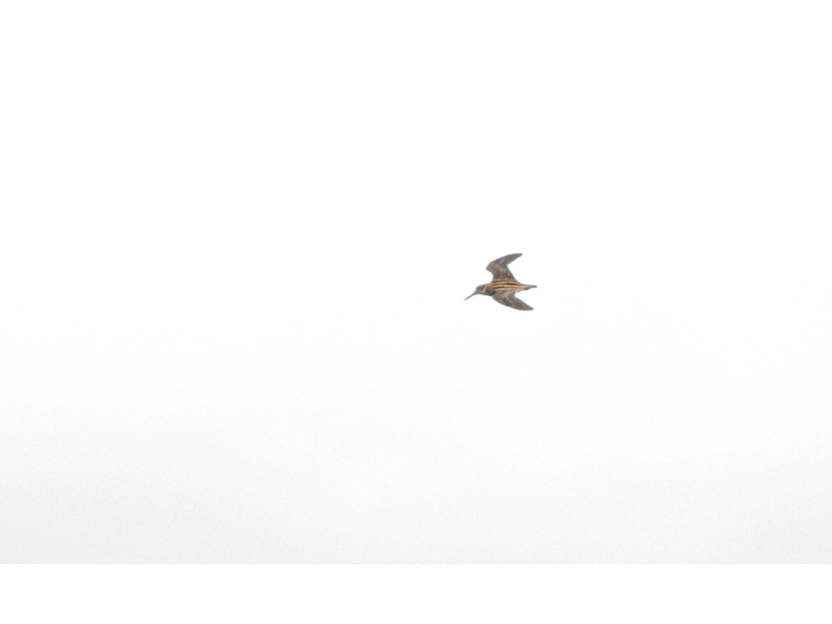 Jack Snipe - ML646812091