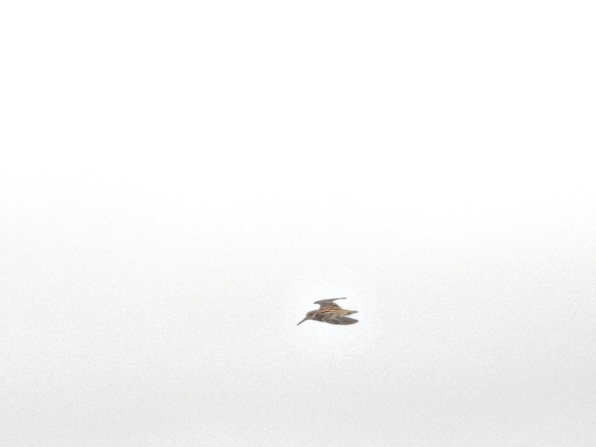 Jack Snipe - ML646812093