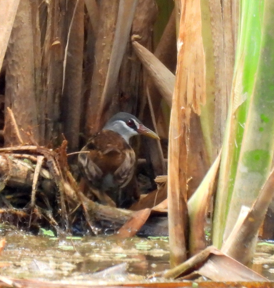 White-browed Crake - ML646812094