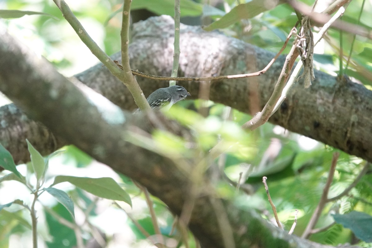 White-crested Tyrannulet - ML646812095