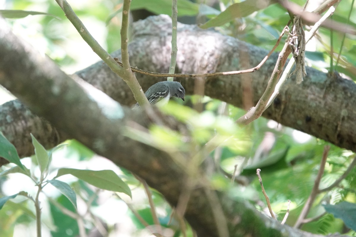 White-crested Tyrannulet - ML646812096