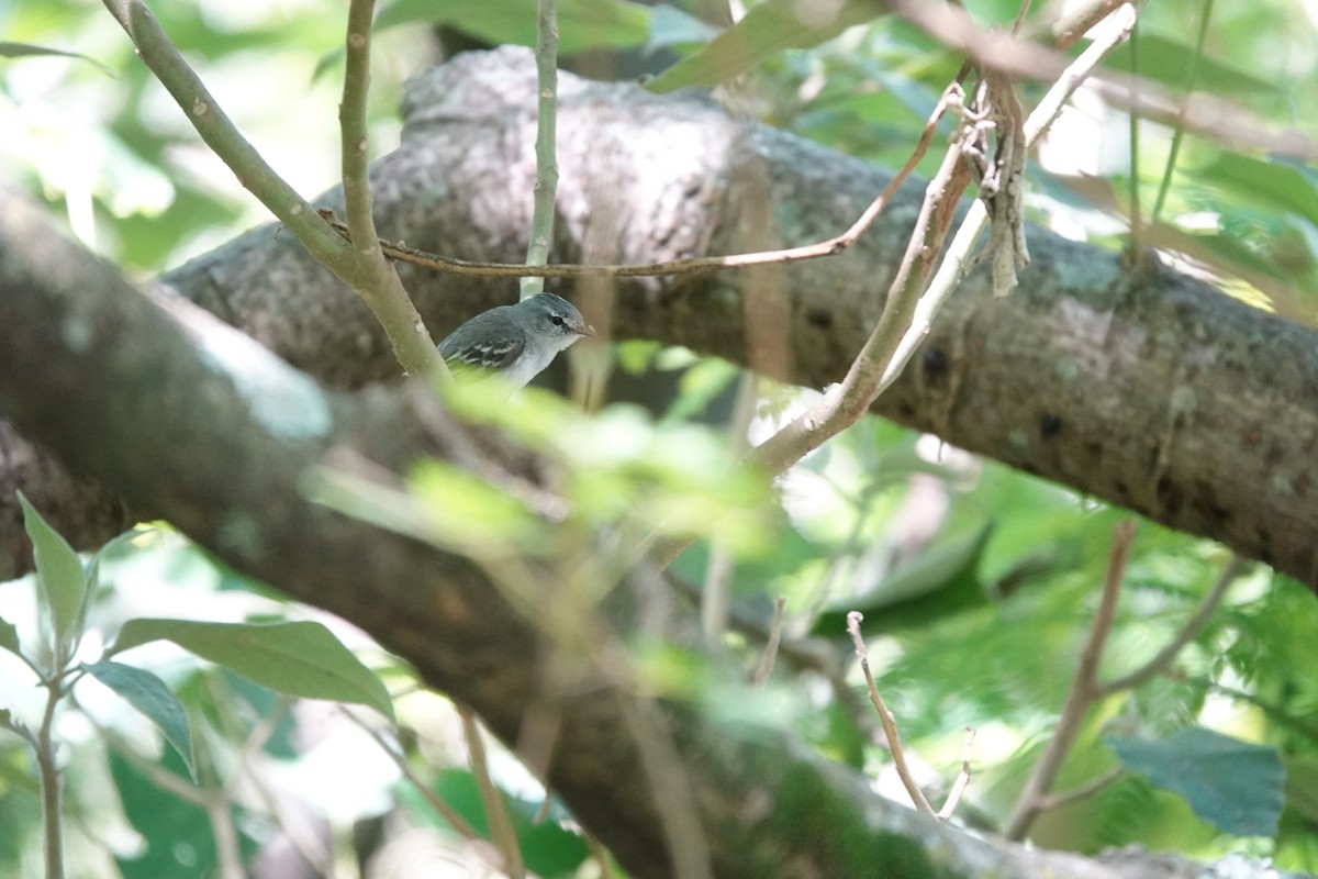 White-crested Tyrannulet - ML646812097