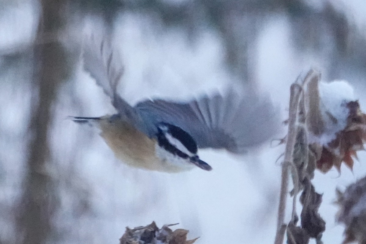 ムネアカゴジュウカラ - ML646812100