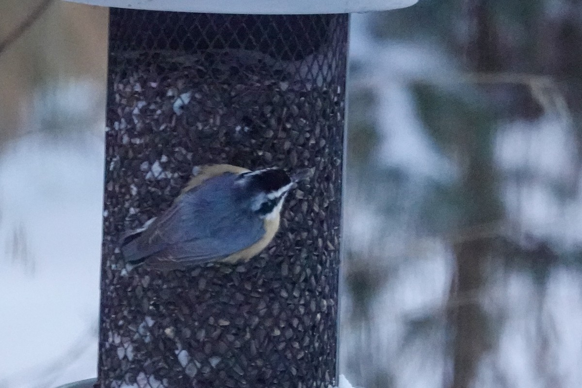 ムネアカゴジュウカラ - ML646812101