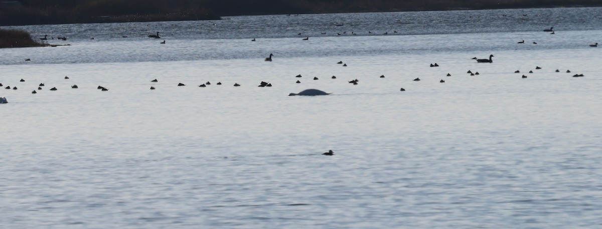 Pato sp. - ML646812105