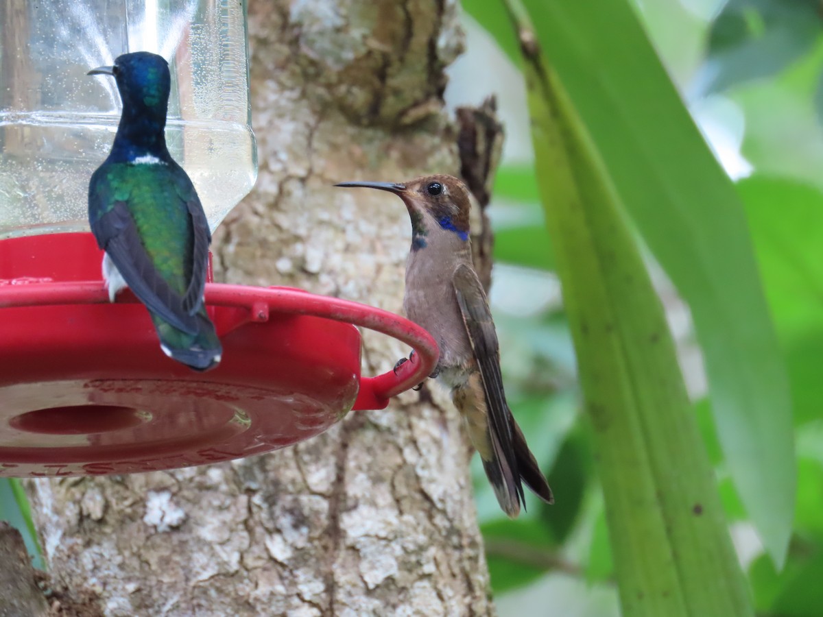 Brown Violetear - ML646812106