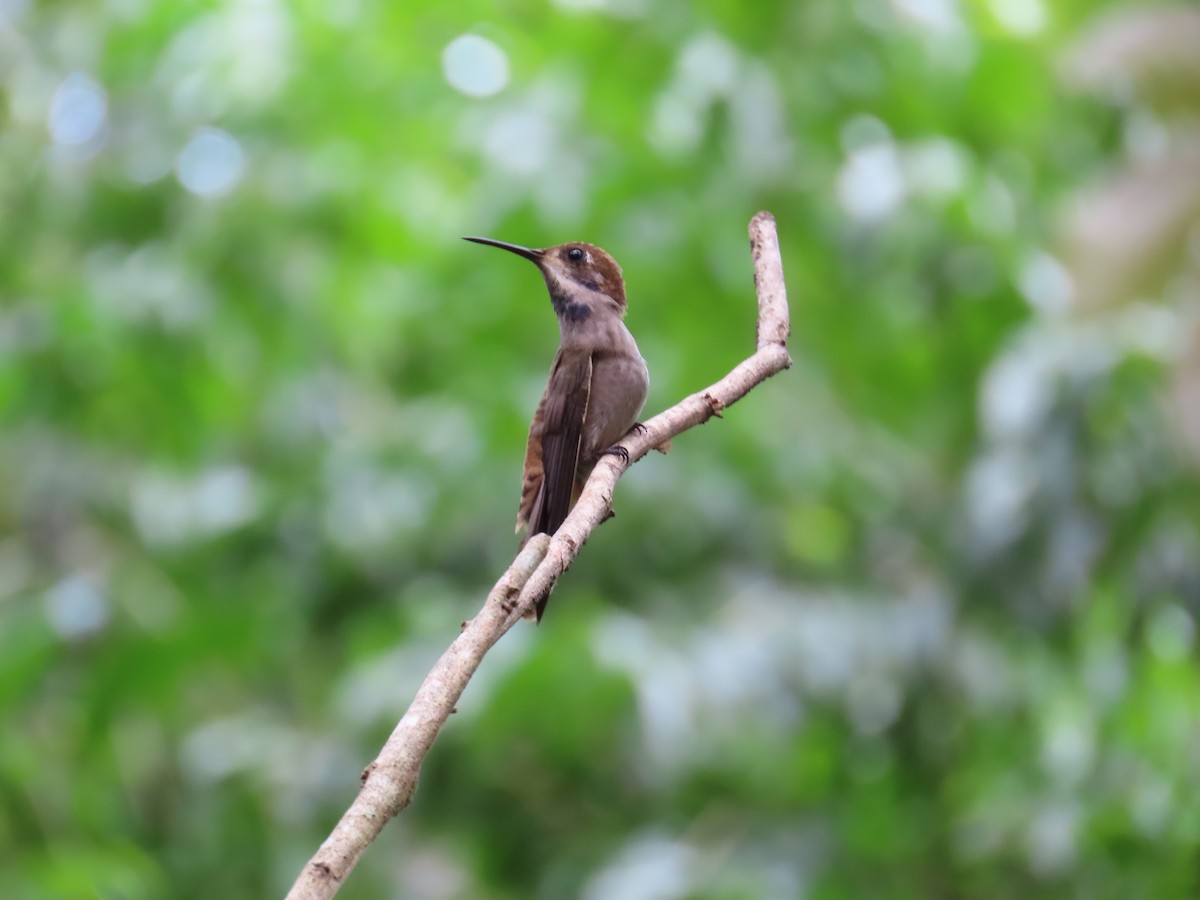 Brown Violetear - ML646812107