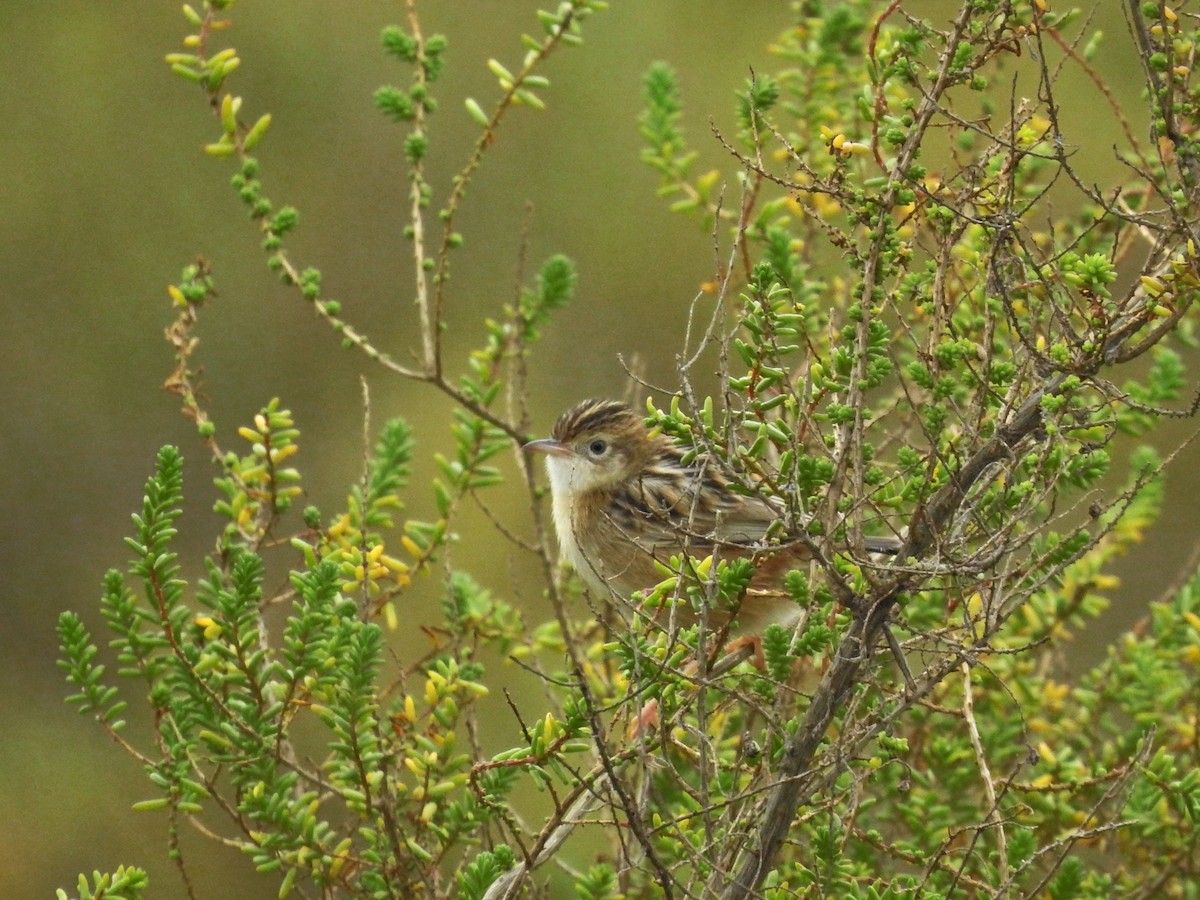 Zitting Cisticola - ML646812109