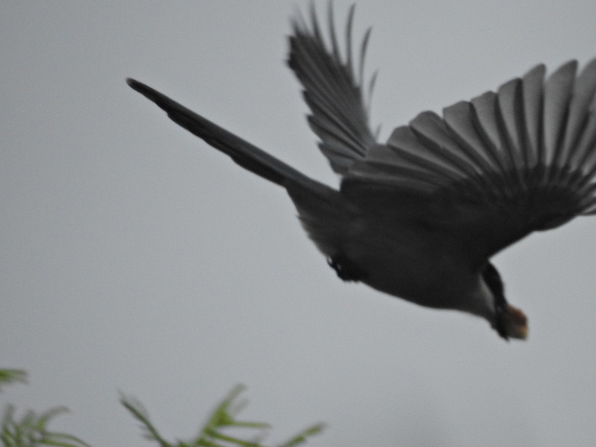 Iberian Magpie - ML646812110