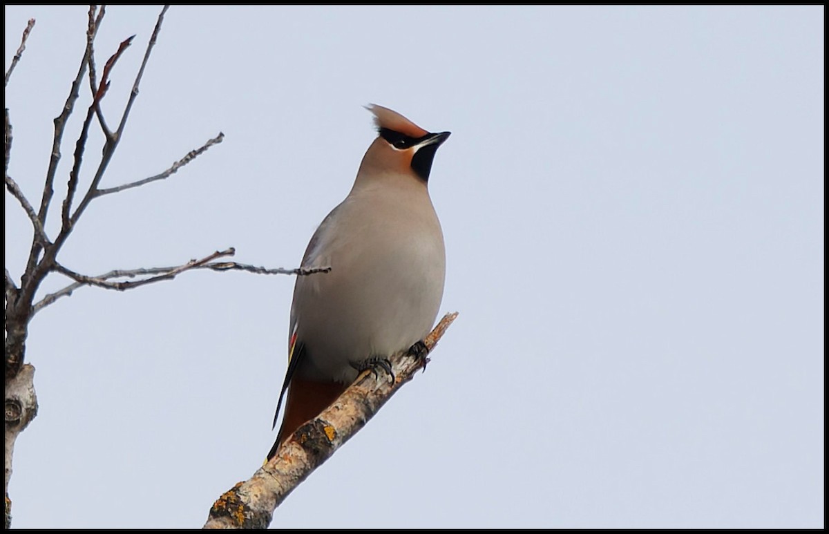 Bohemian Waxwing - ML646812113