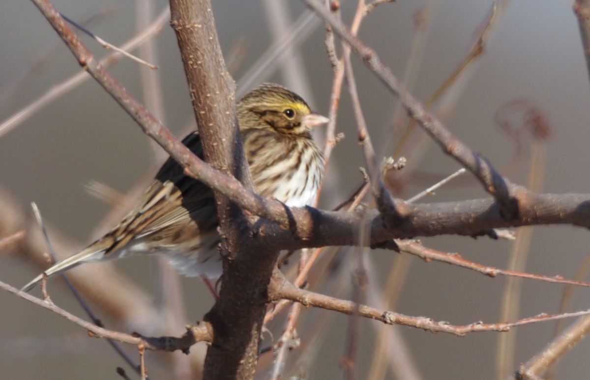 Savannah Sparrow - ML646812114