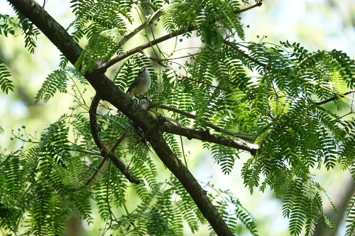 White-crested Tyrannulet - ML646812116