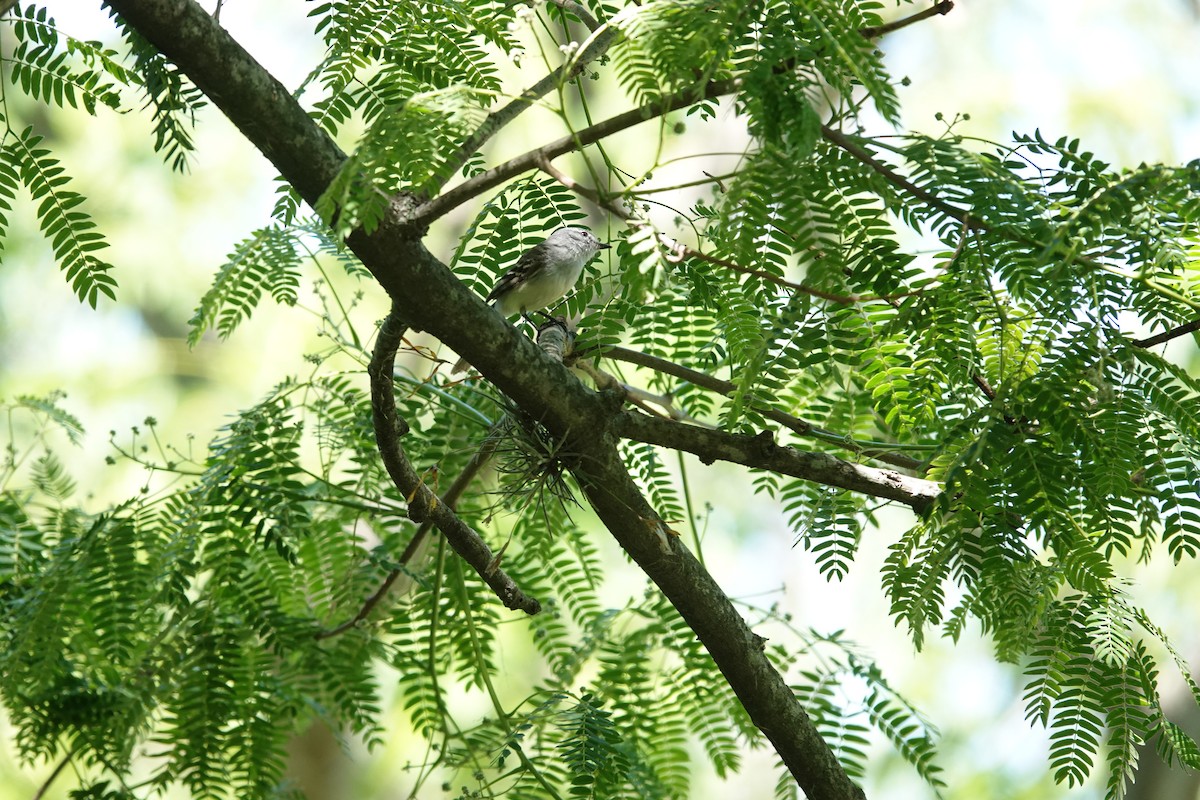 White-crested Tyrannulet - ML646812117