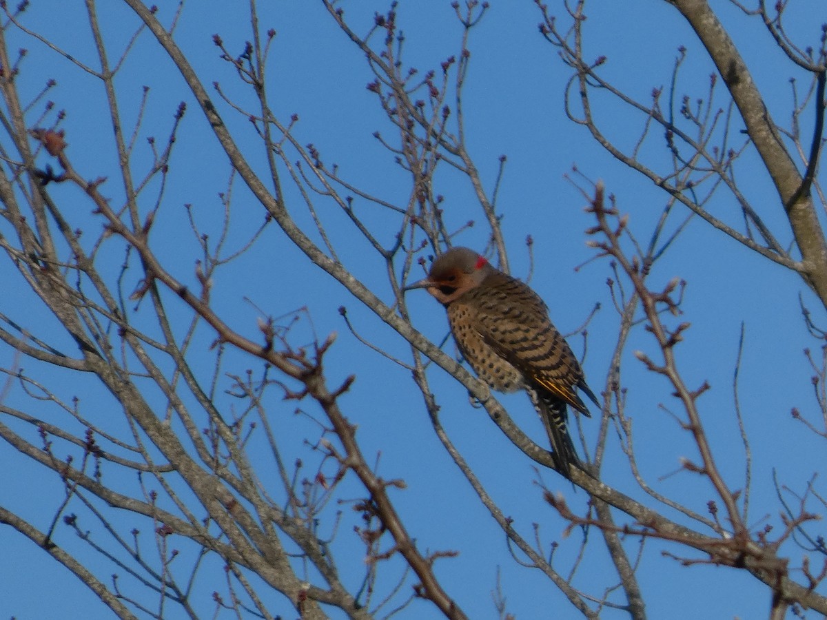 datel zlatý - ML646812118