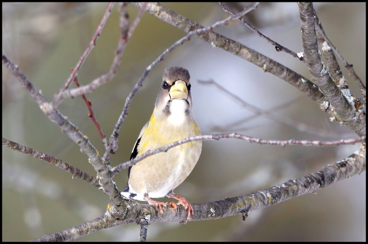 Mokolodi bekainoria - ML646812119