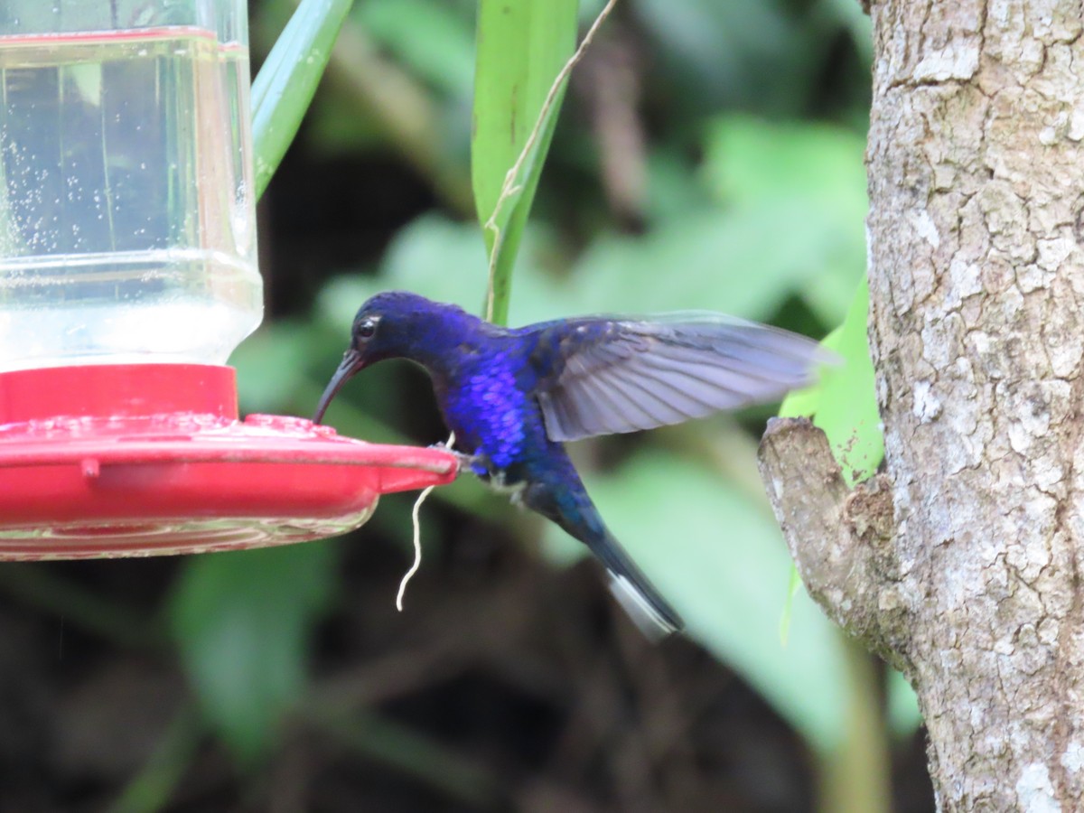 Violet Sabrewing - ML646812120