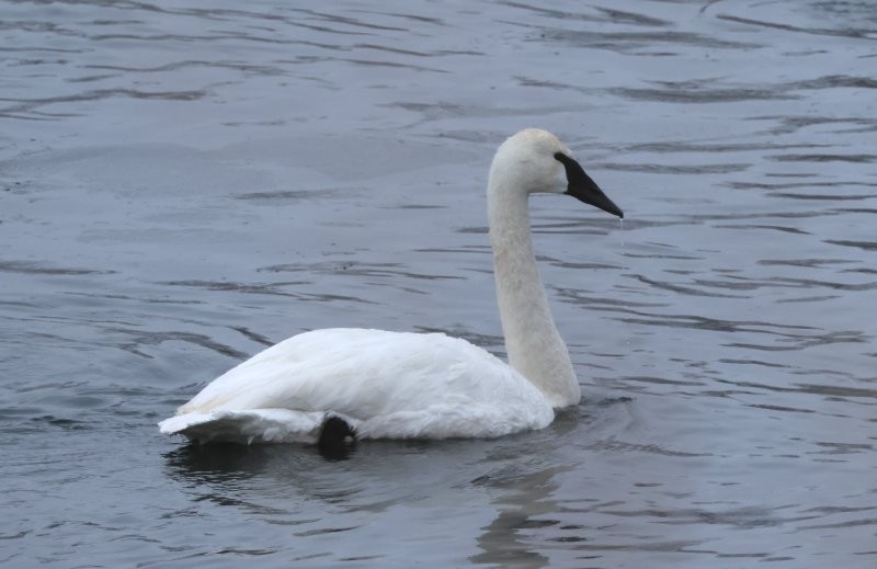 Trumpeter Swan - ML646812122