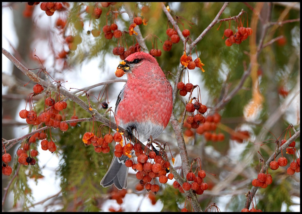 Pinu-gailupa - ML646812126