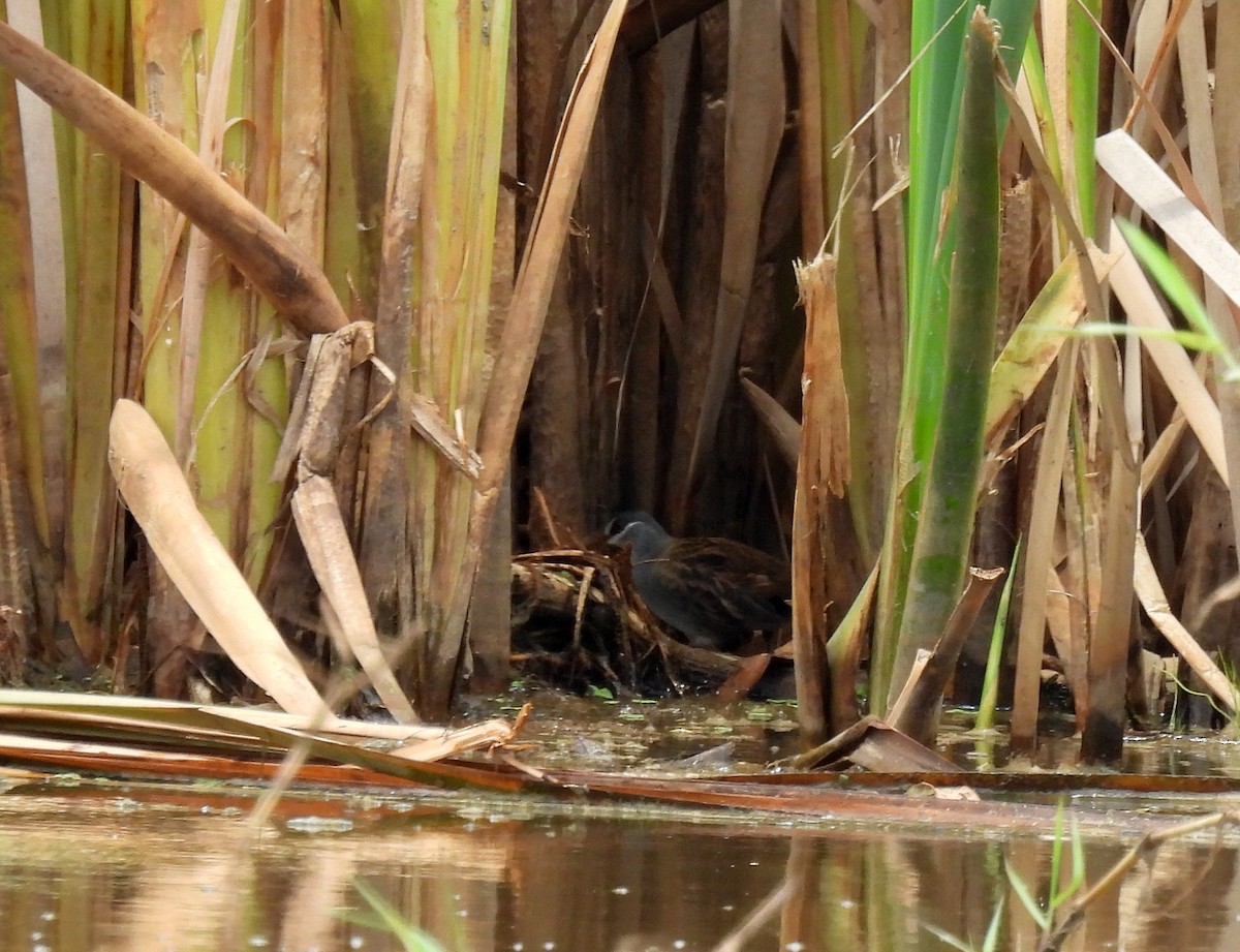 White-browed Crake - ML646812128