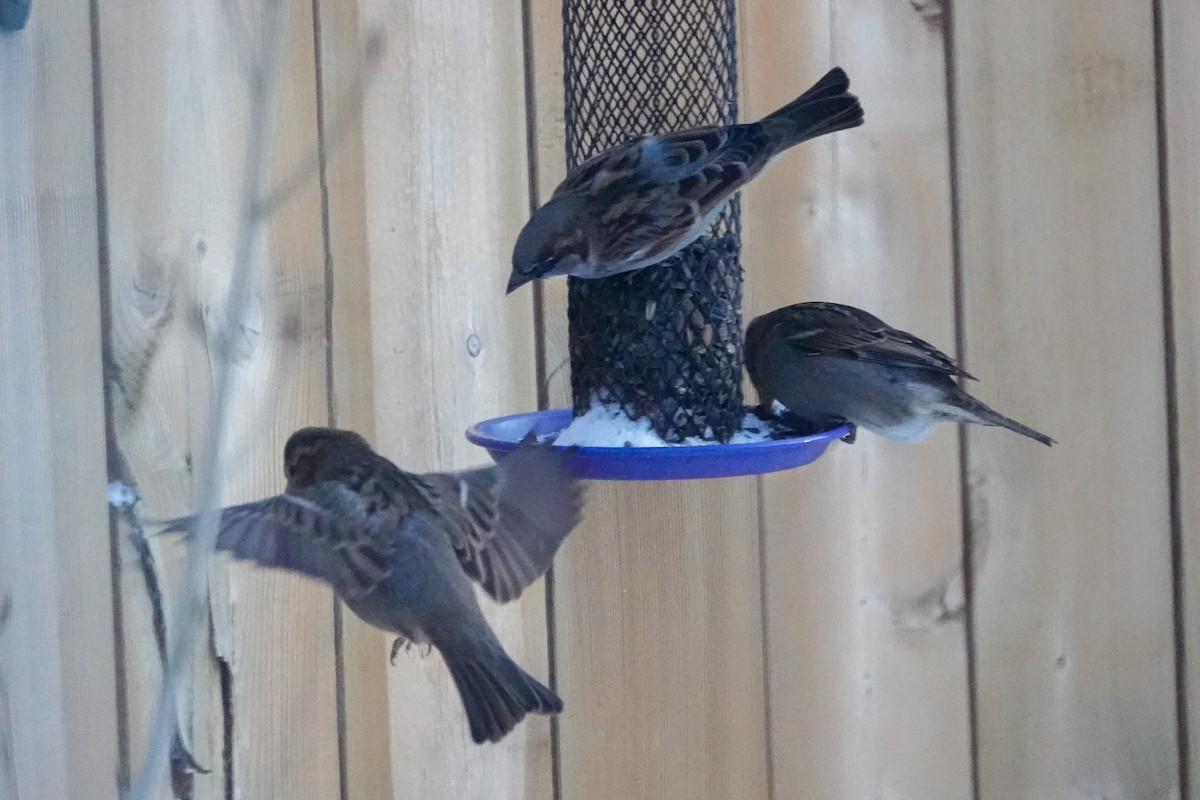 イエスズメ - ML646812132