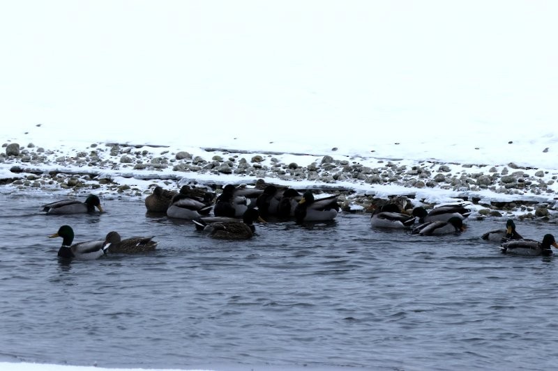 Germano reale - ML646812138